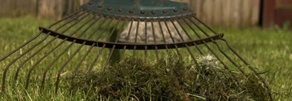 Laubrechen sammelt Moos auf Rasen